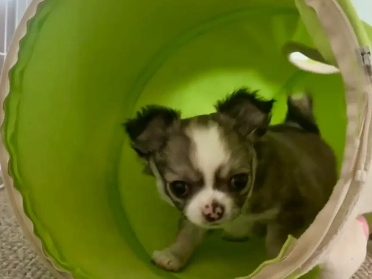 Billede 4 - DKK Chihuahua dreng