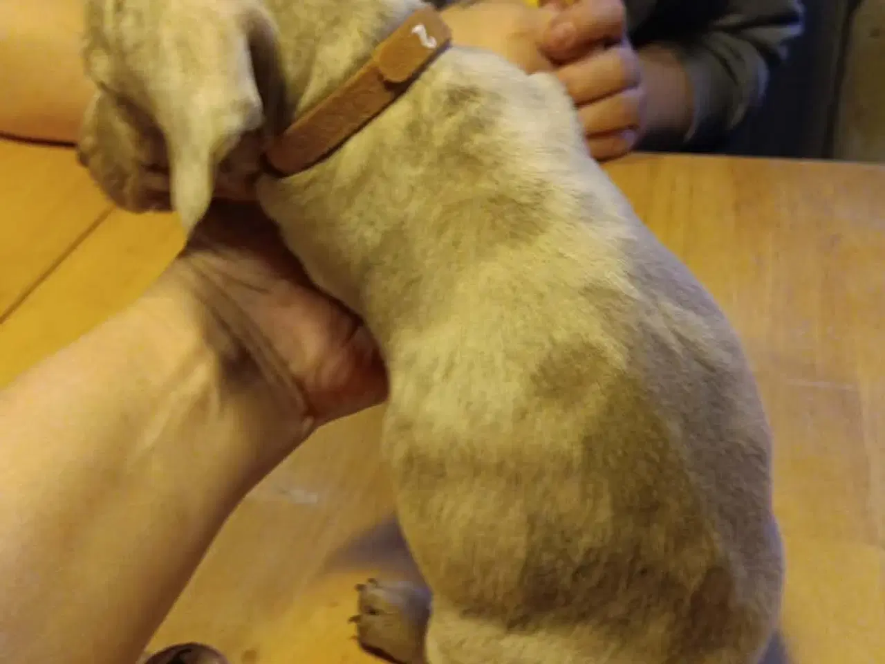 Billede 2 - Unik  minniature Gravhund