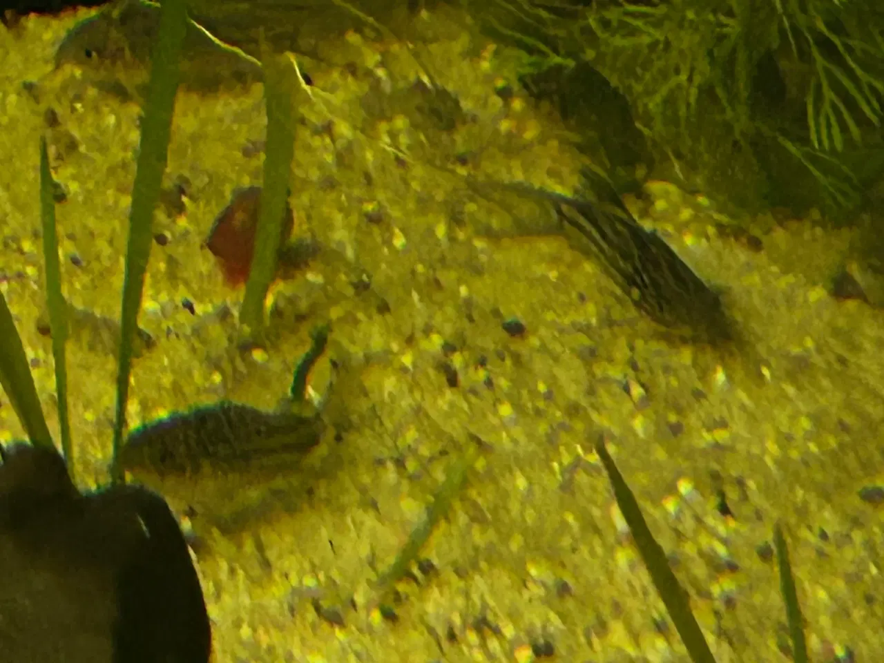 Billede 2 - 🐠✨ Nannus pansermaller – Fredelige bundfisk 