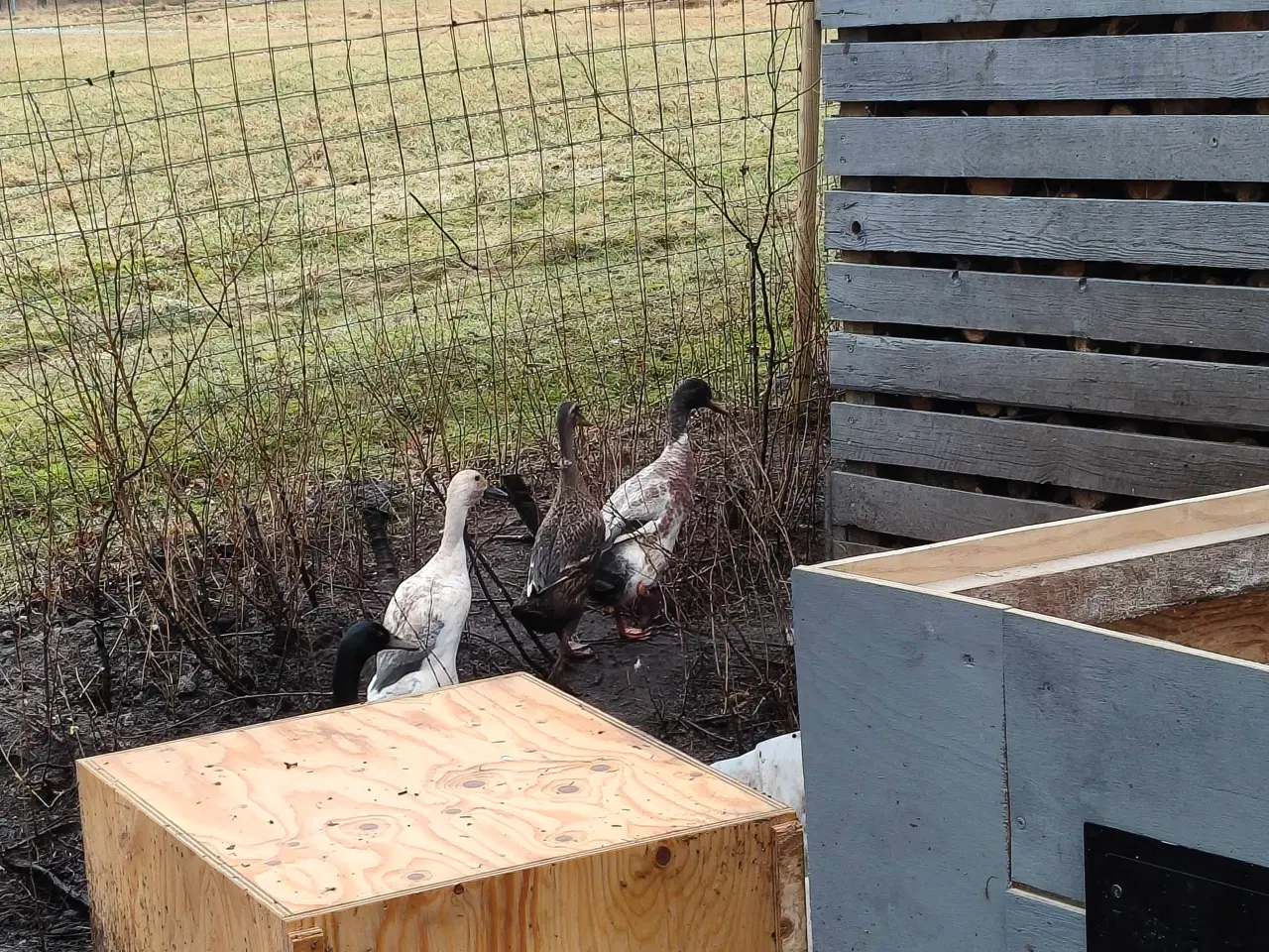 Billede 2 - Løbeænder til salg 