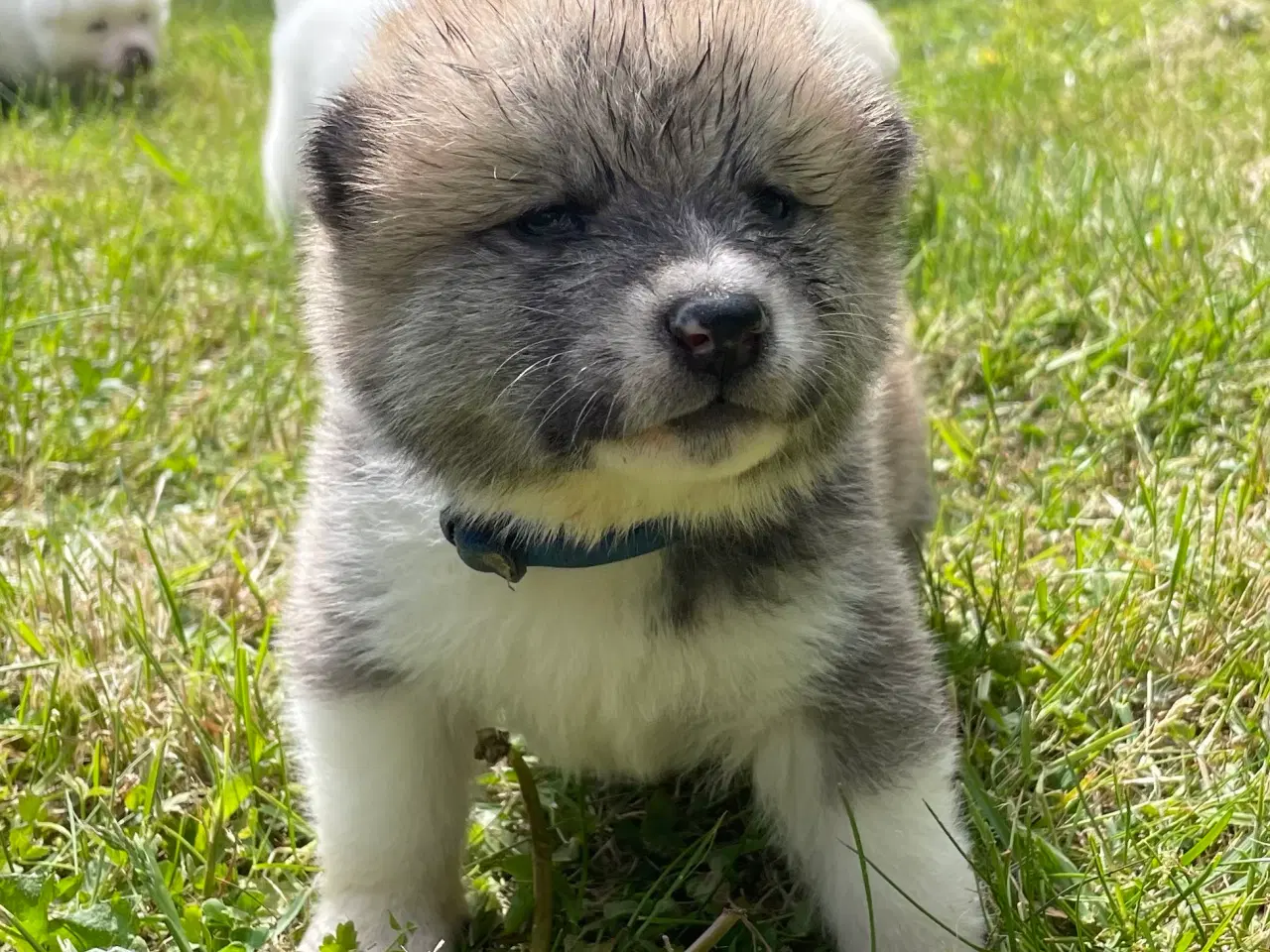 Billede 1 - Akita Inu hvalpe
