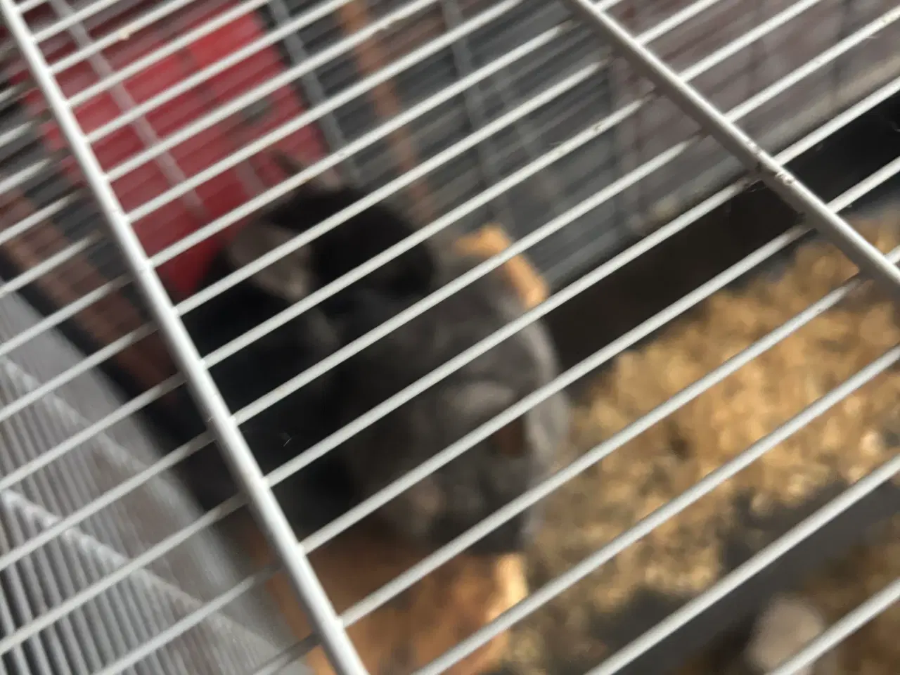 Billede 5 - To drenge chinchilla 