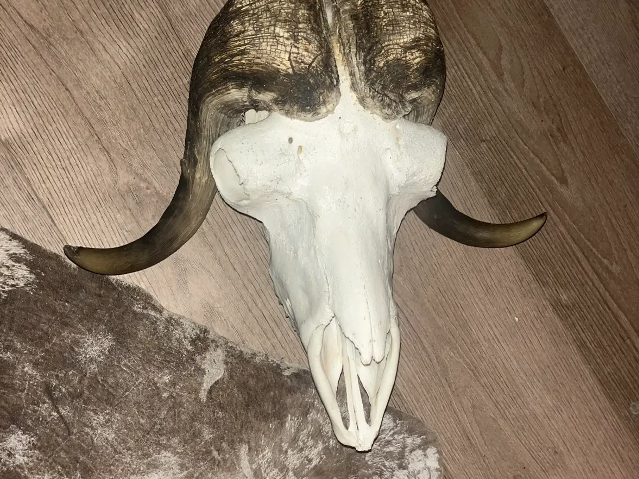 Billede 1 - Stor moskus okse 