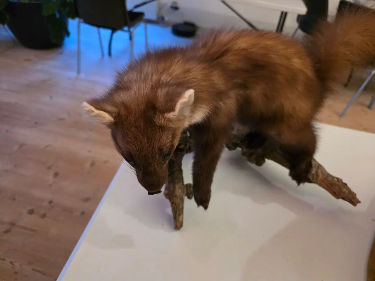 Billede 2 - Rovdyr og Egern, samlet eller hver for sig