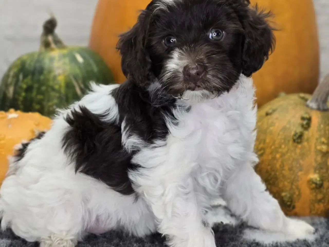 Billede 7 - Havapoo F1B