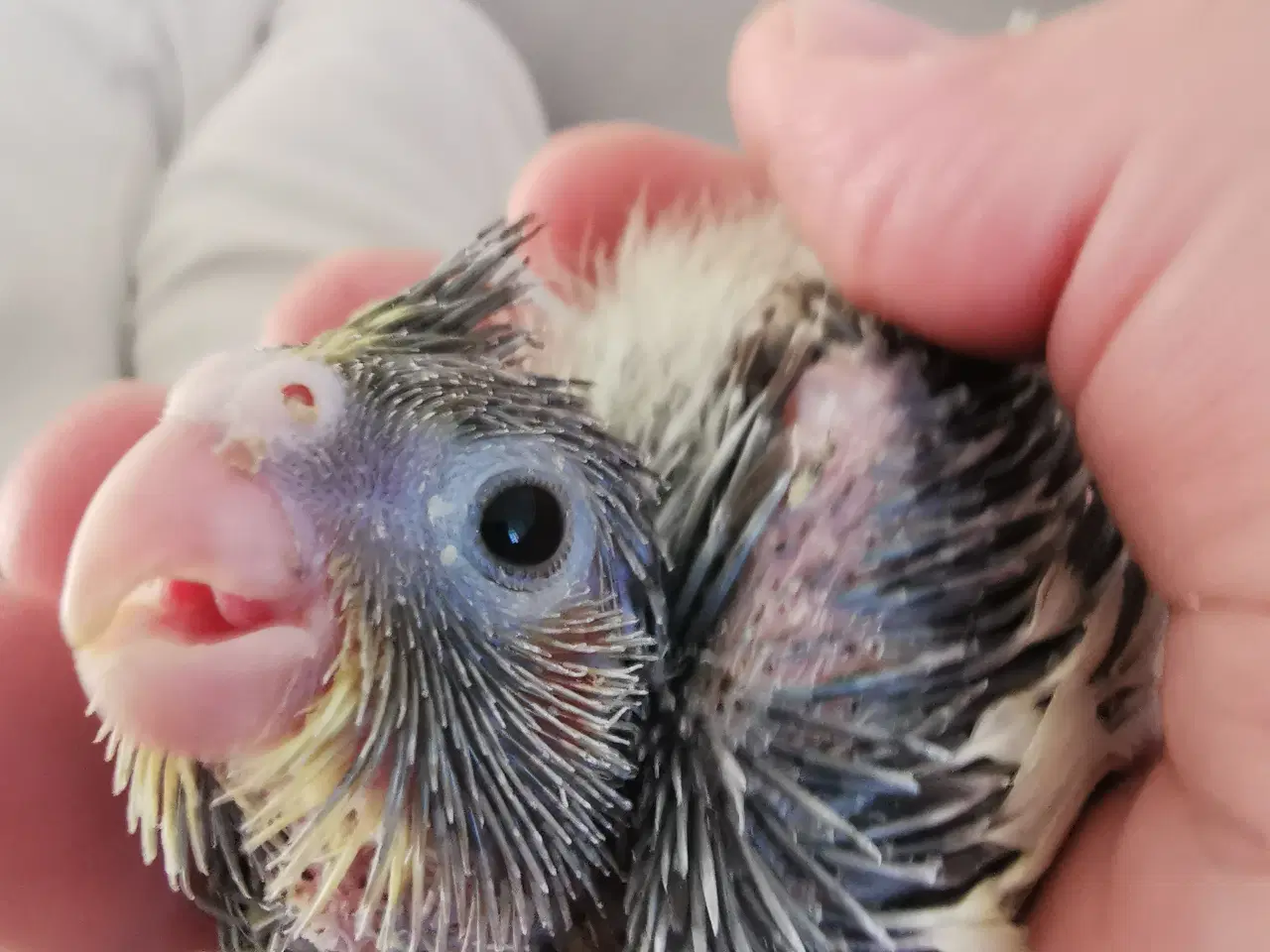 Billede 2 - Nymfeparakit unger tamme sælges 