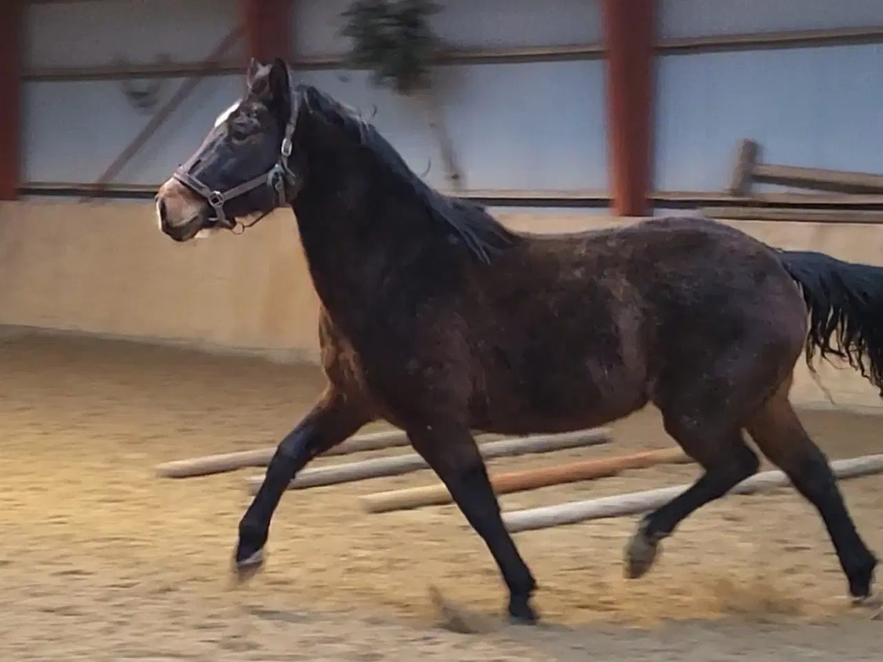 Billede 4 - Ridelig oldenborg hoppe 