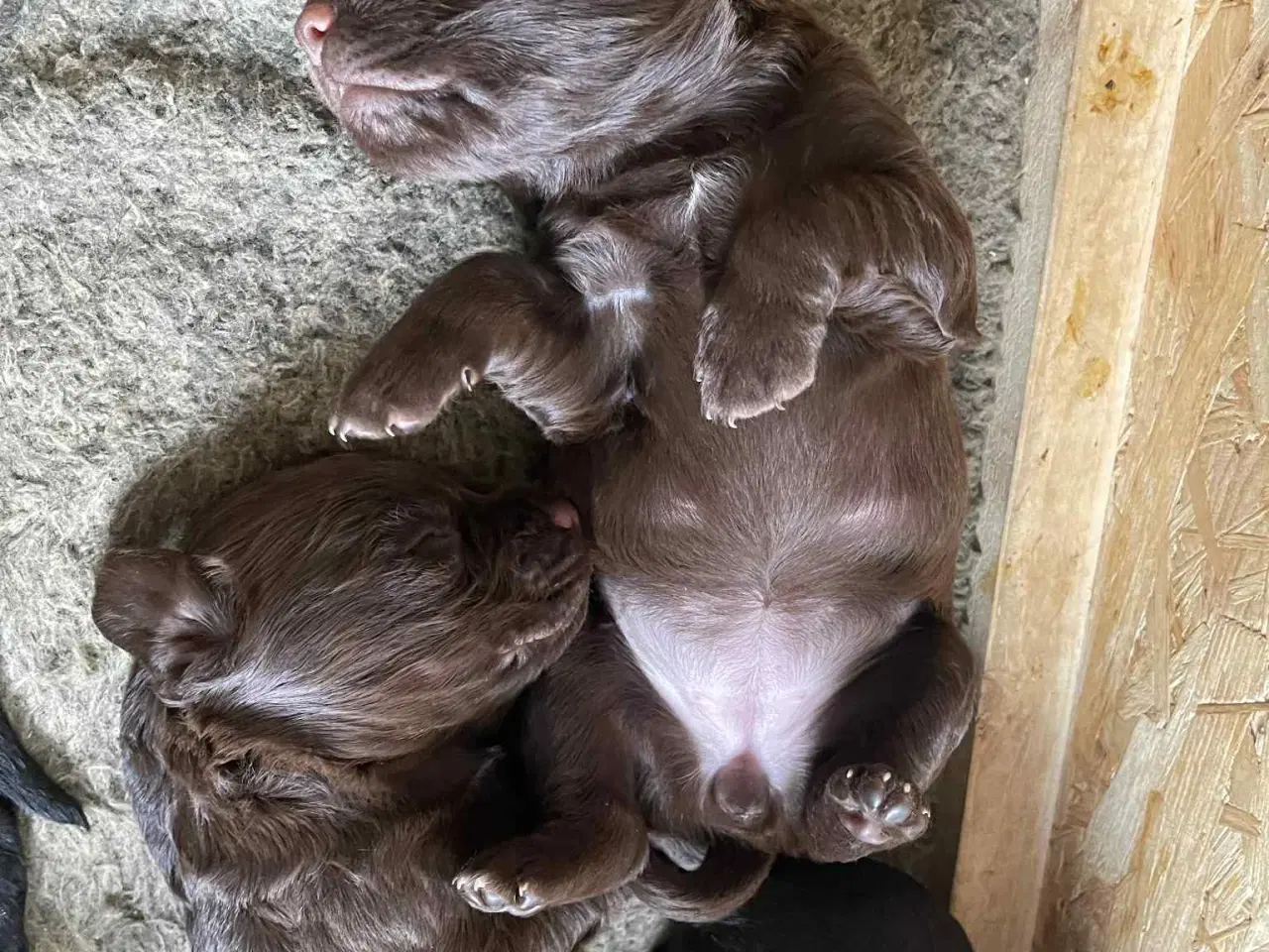 Billede 13 - Ft. Cocker spaniel hvalpe