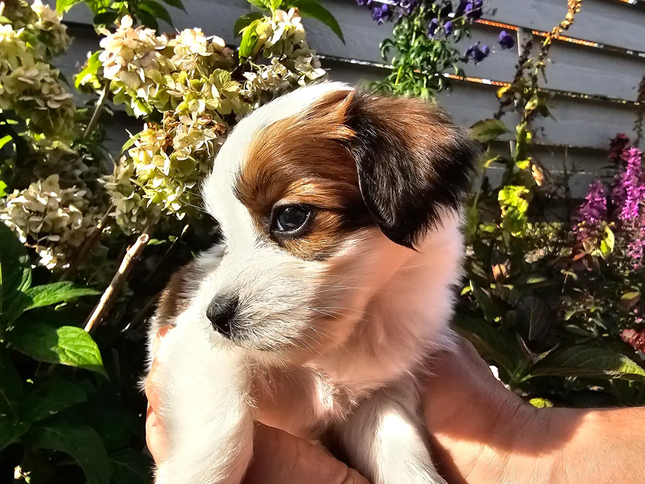 Billede 2 - Ægte Bichon havanais pige 