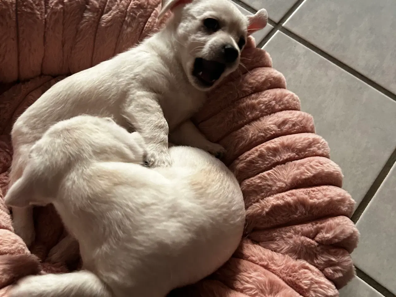 Billede 8 - Bichon frise/chihuahua/malteser hvalpe