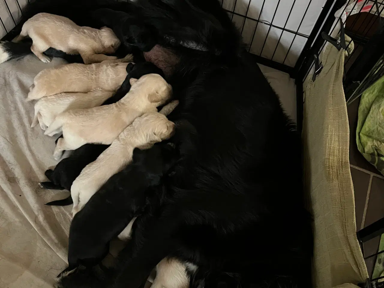 Billede 1 - Super søde familiehunde