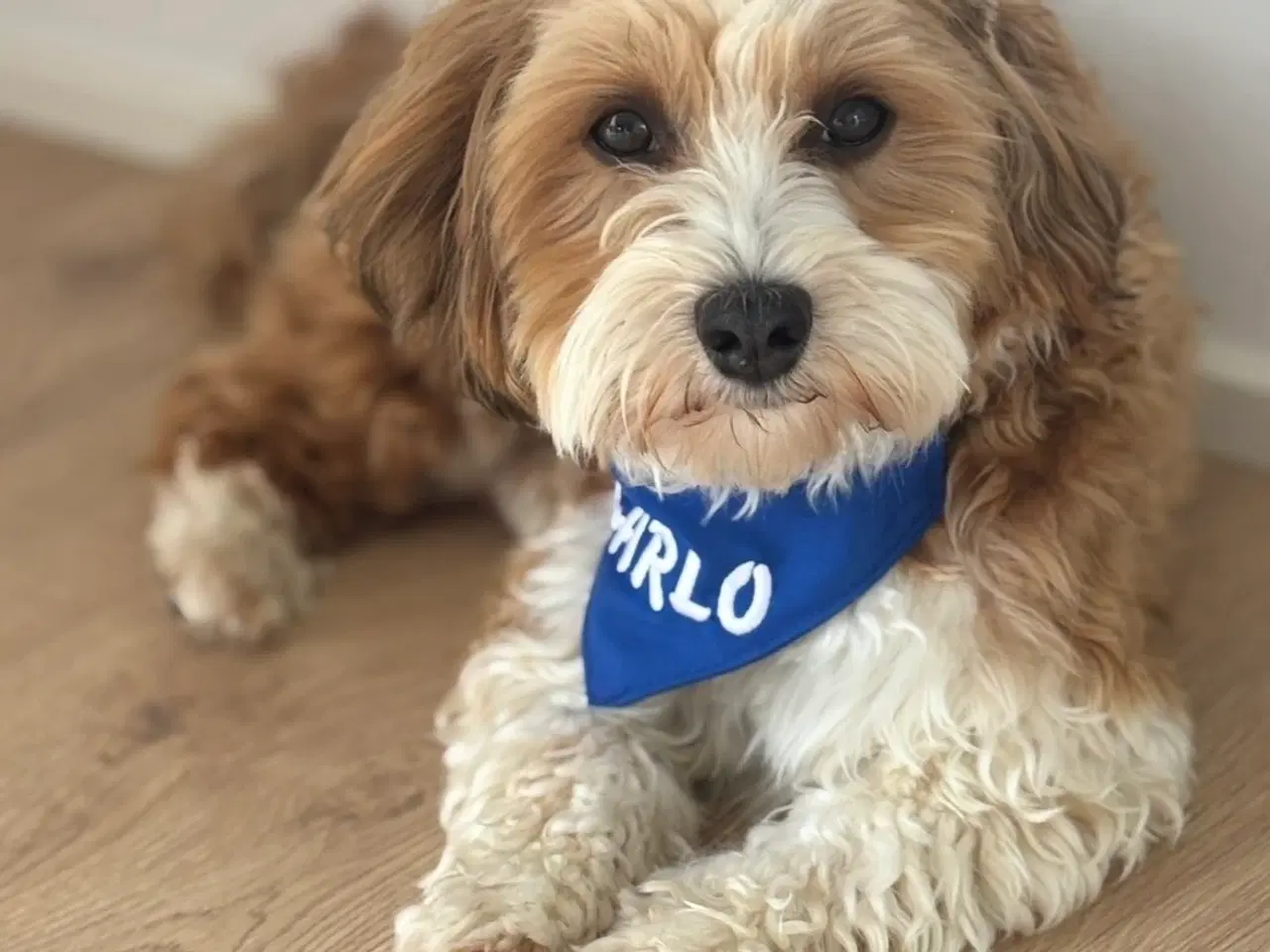 Billede 8 - Havashu-hvalp (Bichon Havanais og Shih Tzu)