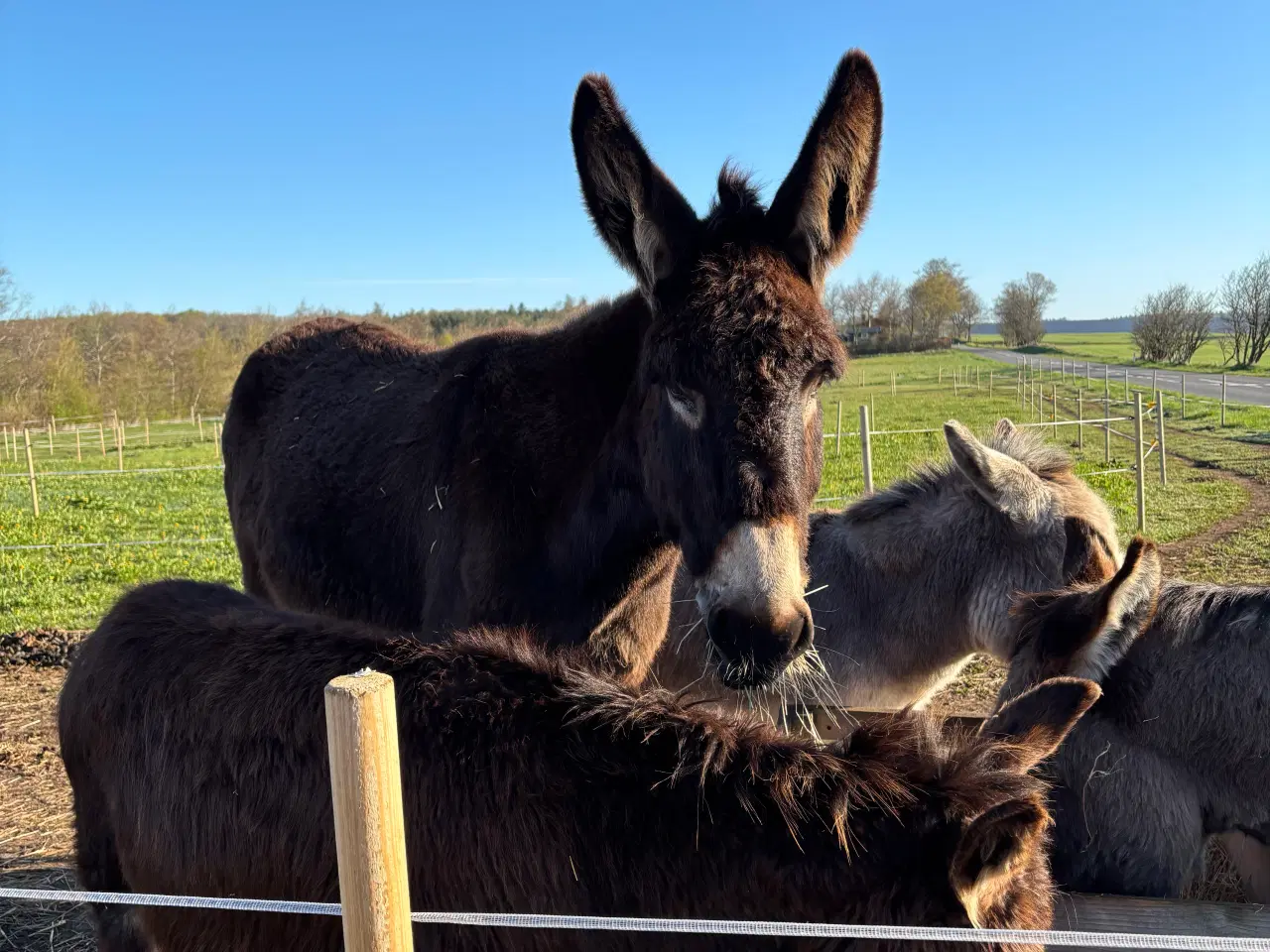 Billede 2 - Stor æsel med stamtavle