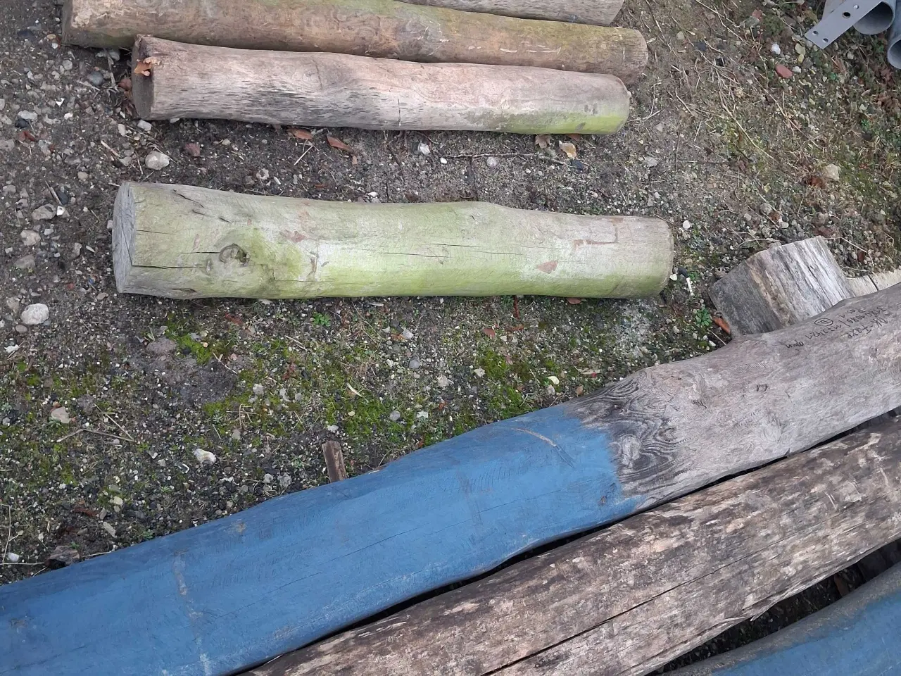 Billede 2 - Robinia stammer