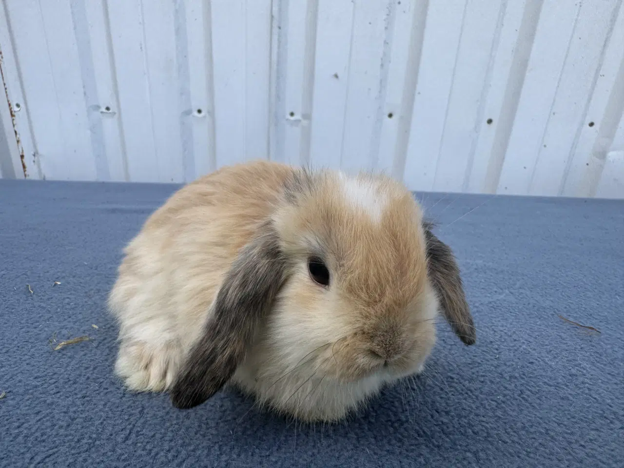 Billede 3 - Dværgvædder/Mini lop hunkanin