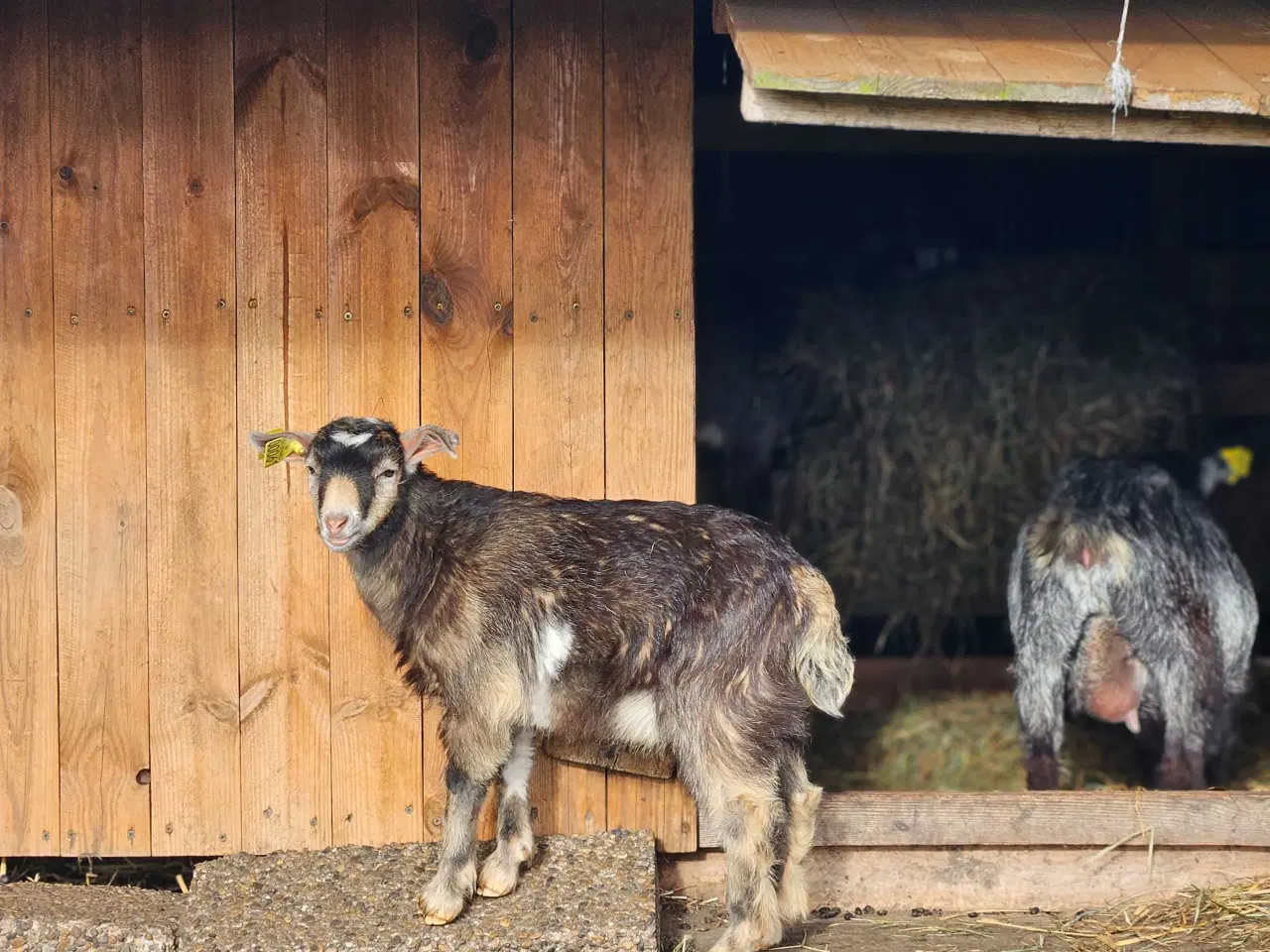 Billede 2 - Dværgged bukkekid