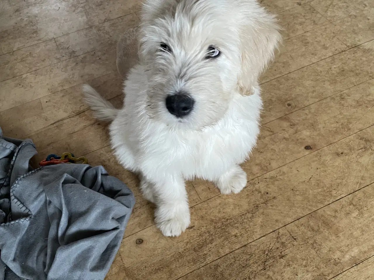 Billede 6 - Golden Doodle & Alaskan Malamute Hvalpe