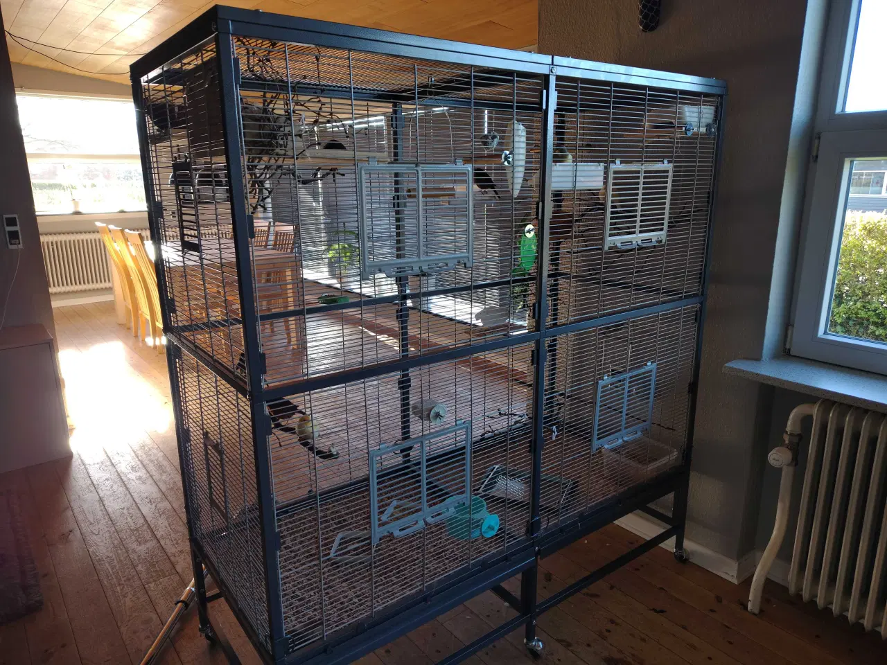 Billede 1 - 4 par forskellige kanarie fugle og stort bur