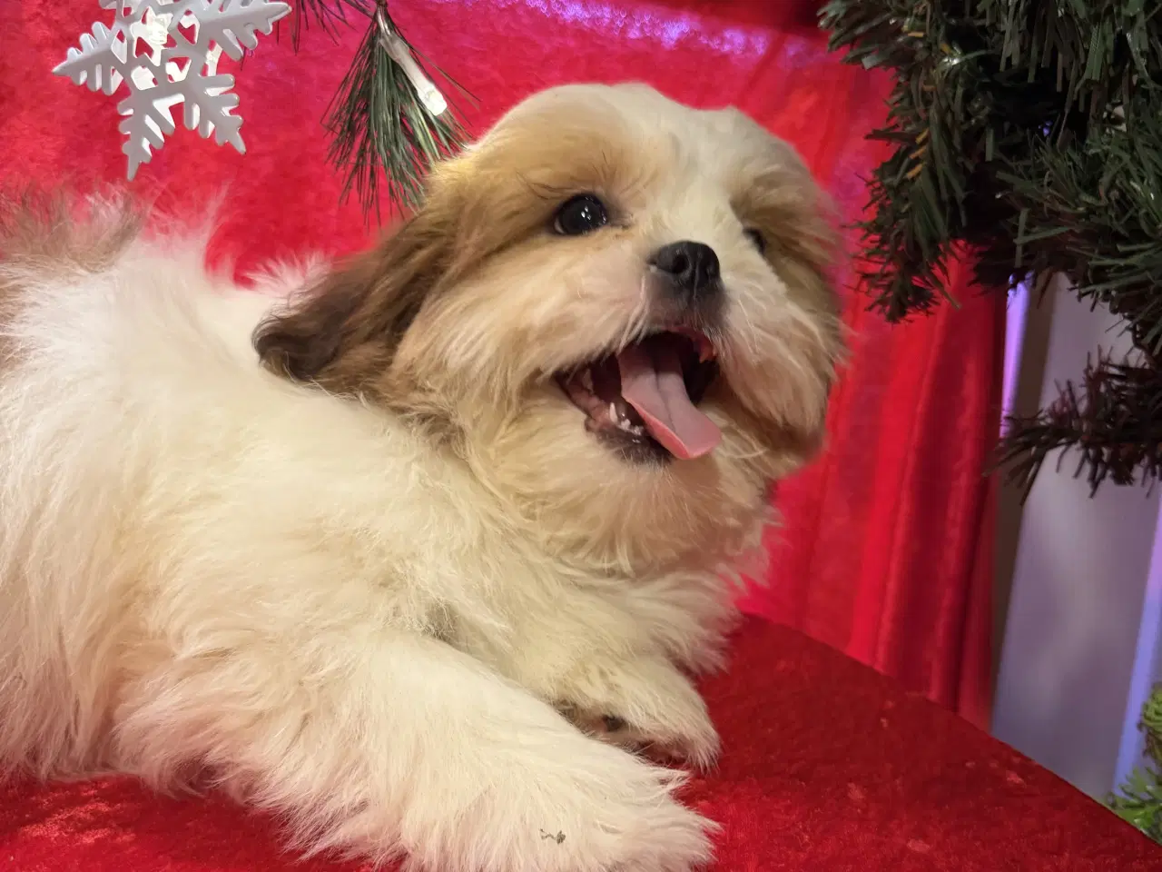 Billede 14 - Shih tzu-mor/ Coton de Tulear-far