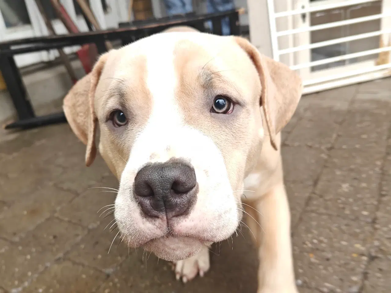 Billede 8 - American Bully hvalpe. 