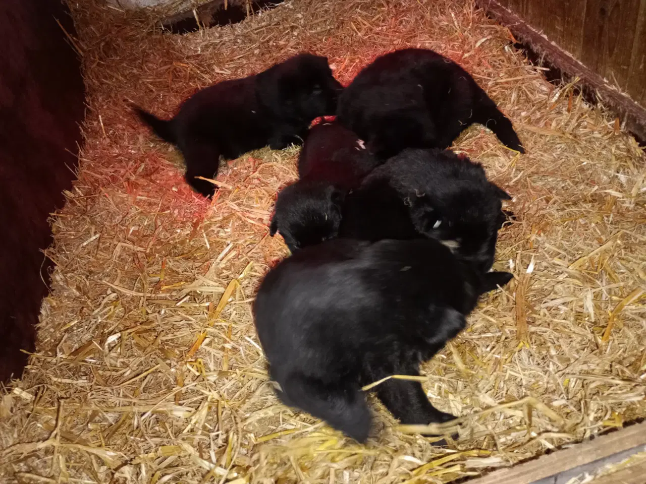 Billede 2 - Schæfer hvalpe sorte DKK