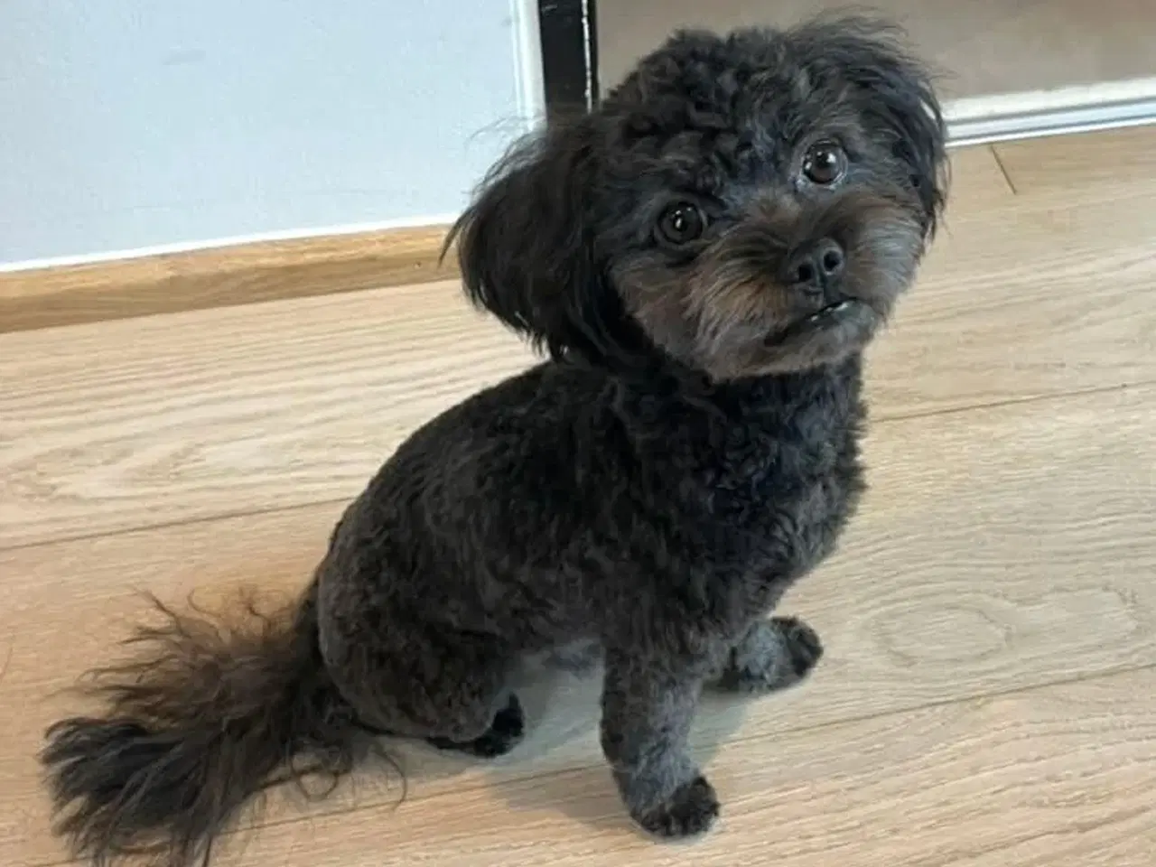 Billede 7 - 4 små mixpoo piger 🩷