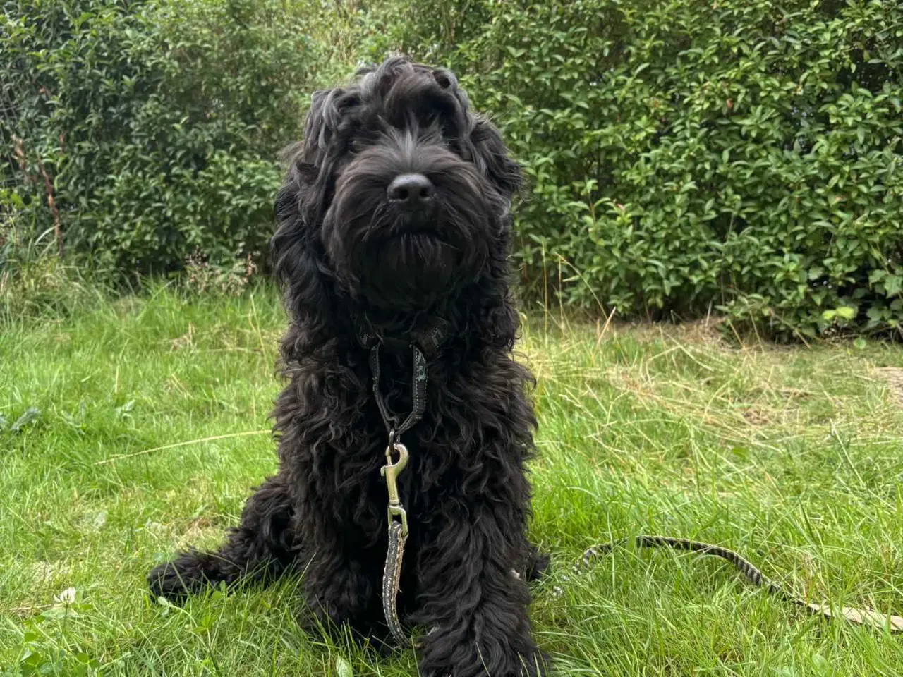 Billede 2 - Cockapoo tæve