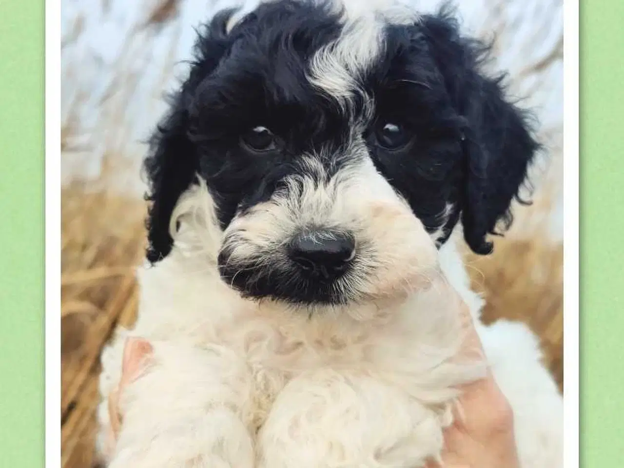 Billede 5 - Søde cavapoo hvalpe klar til eventyr