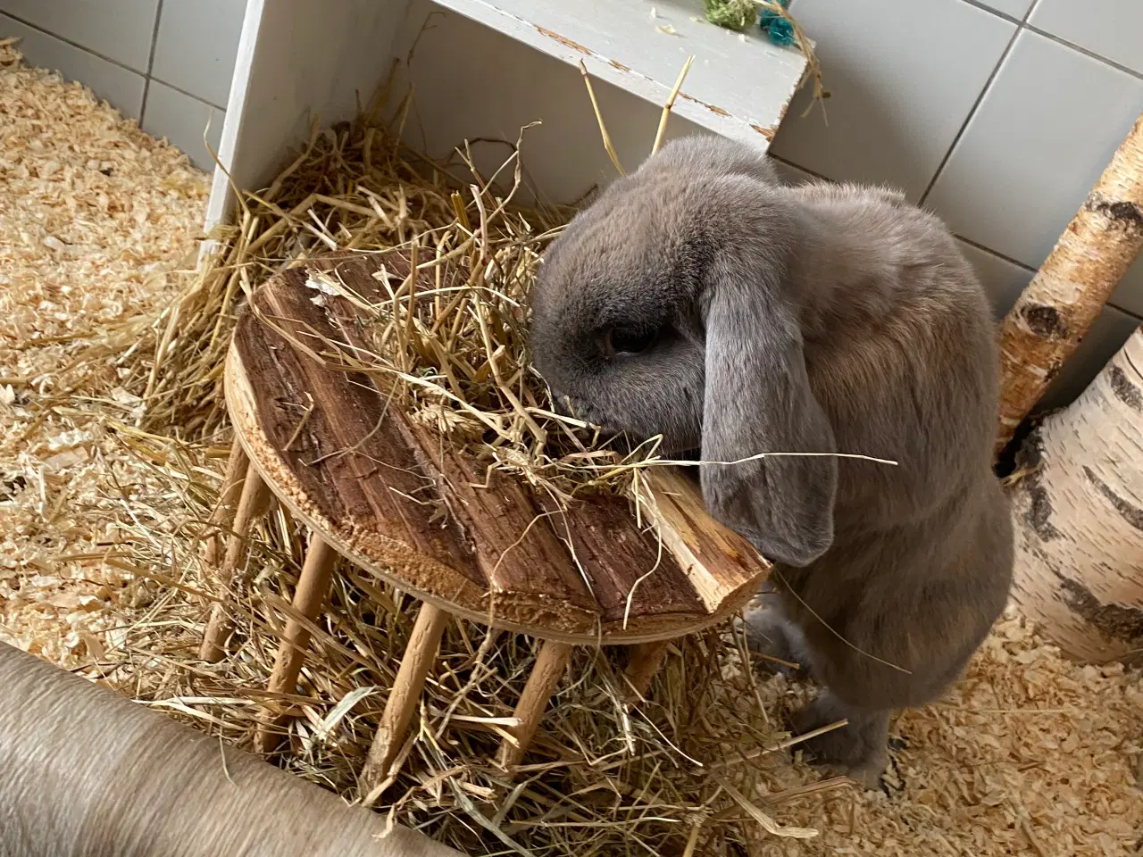 Billede 3 - Dværgvædder Isabellafarvet han