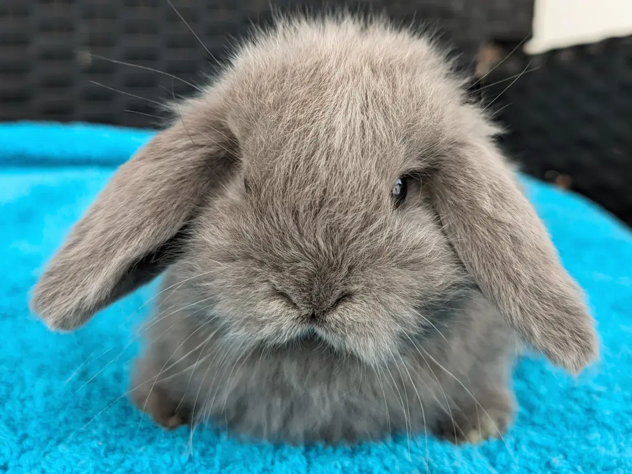 Billede 6 - Minilop kaninunge sælges 