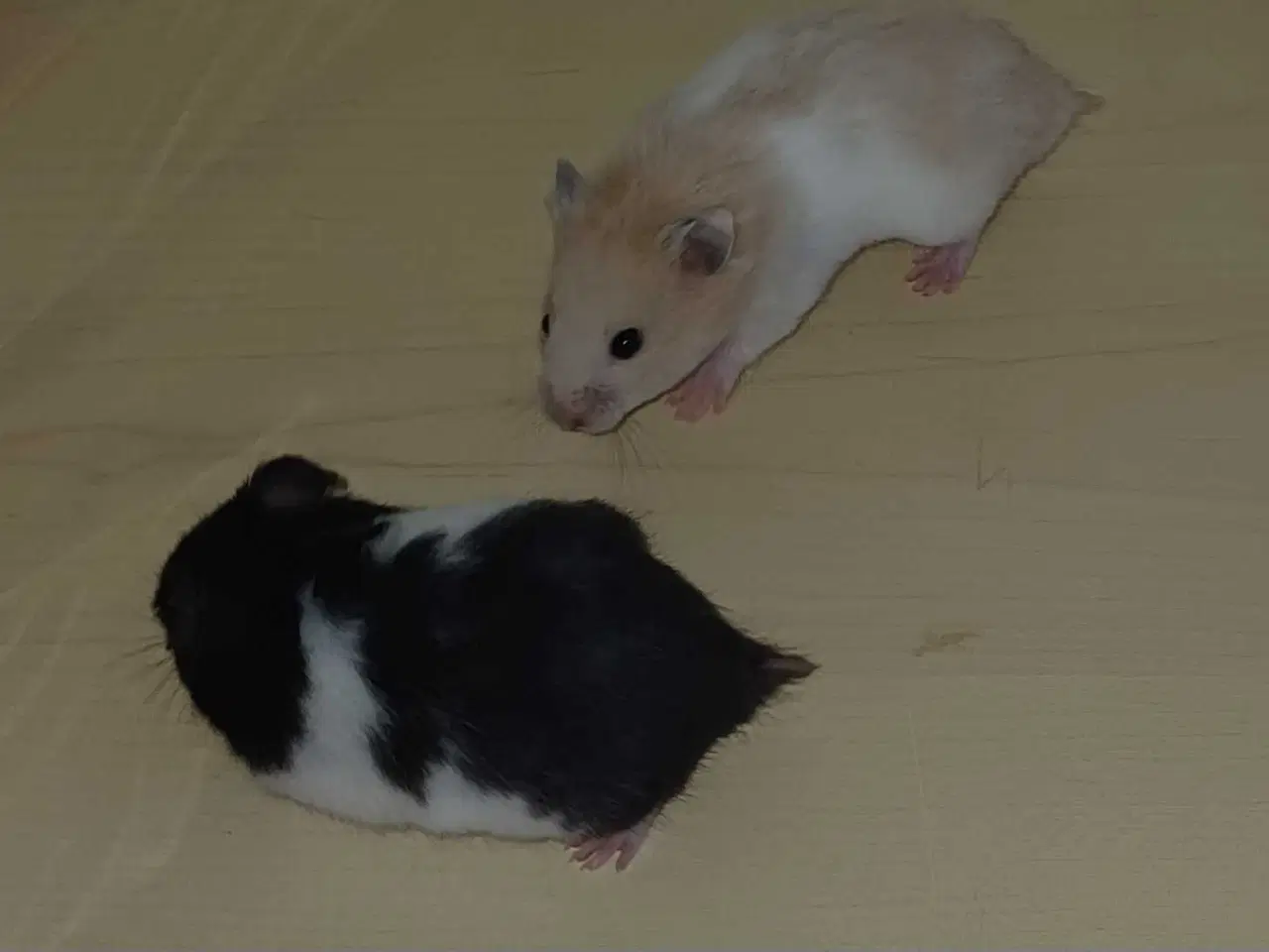 Billede 15 - Guldhamster unger