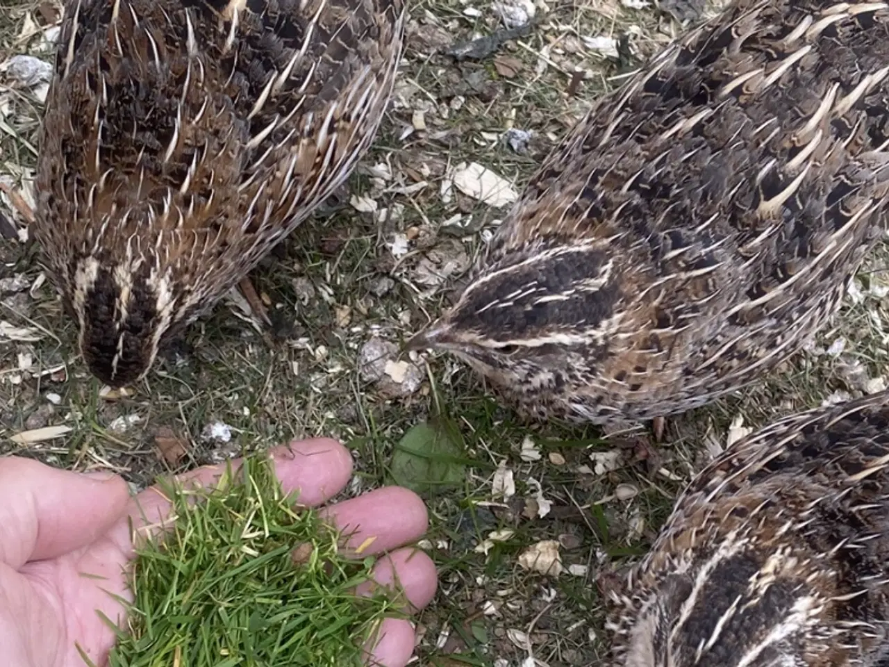 Billede 2 - Vagtler Jumbo-Magnum Start-sæt