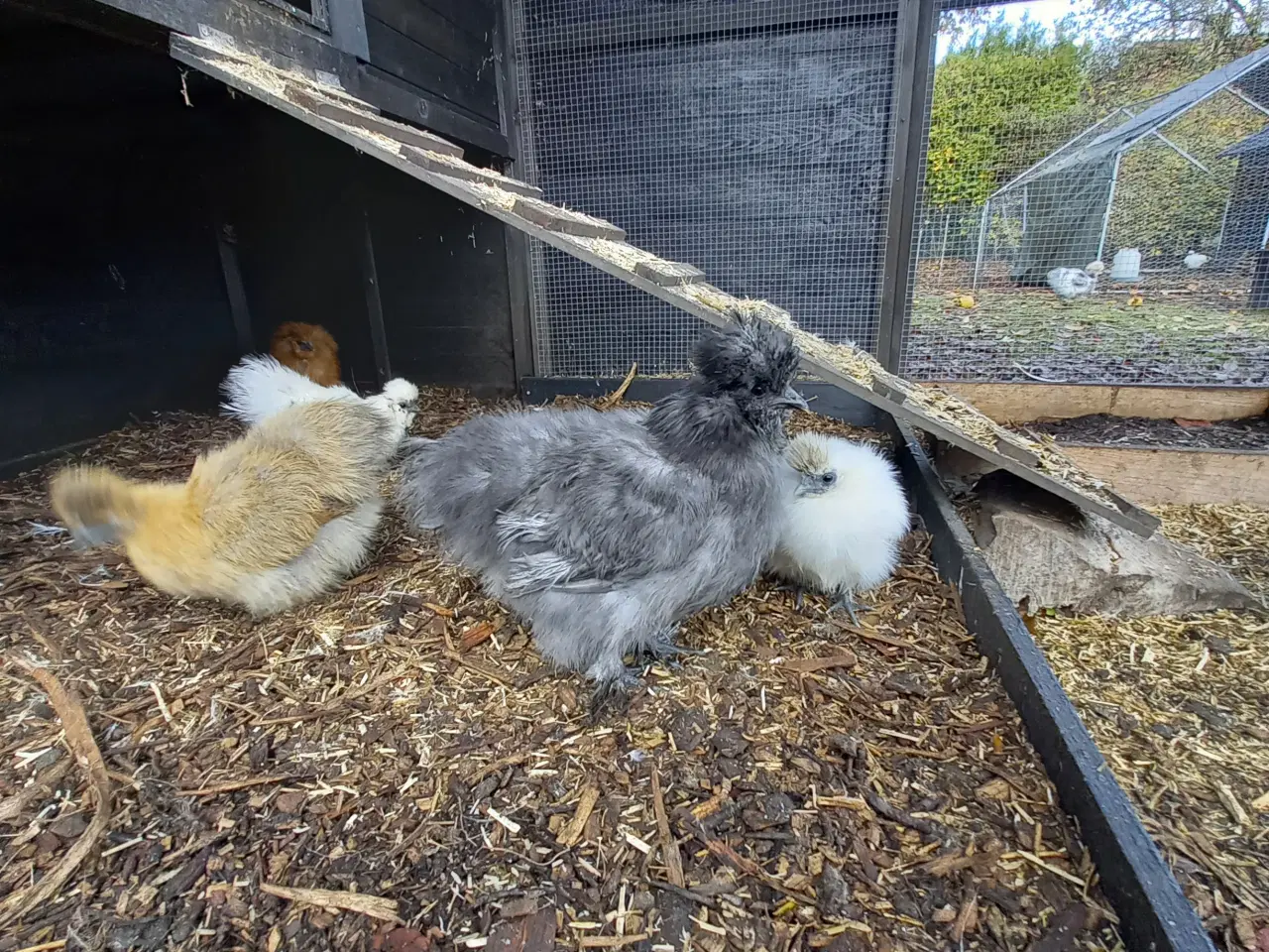 Billede 6 - Us silkehøns