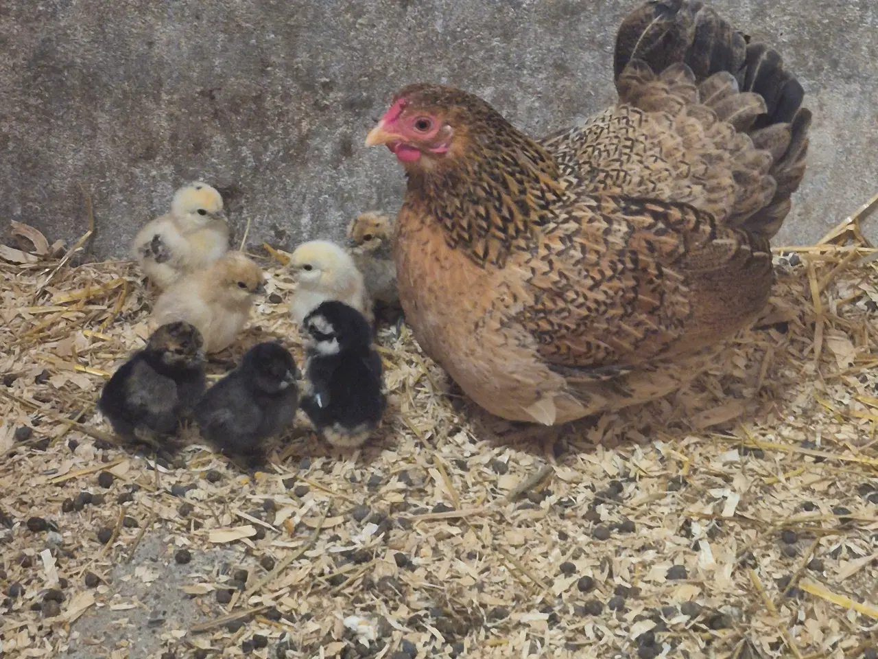 Billede 3 - Hønemor med kyllinger 