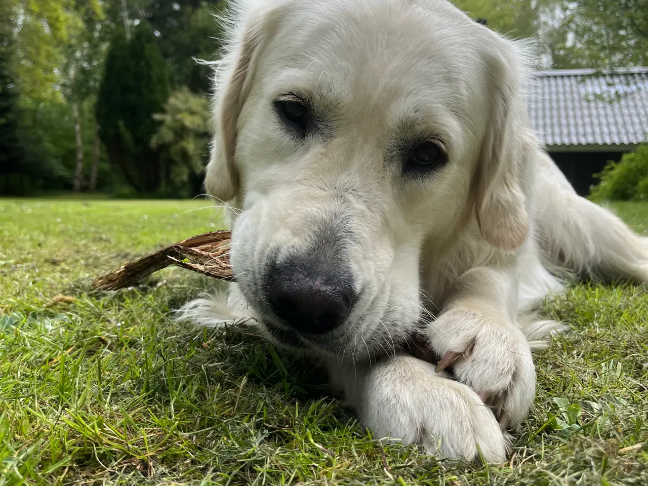 Billede 4 - Golden Retriever tilbydes til avl