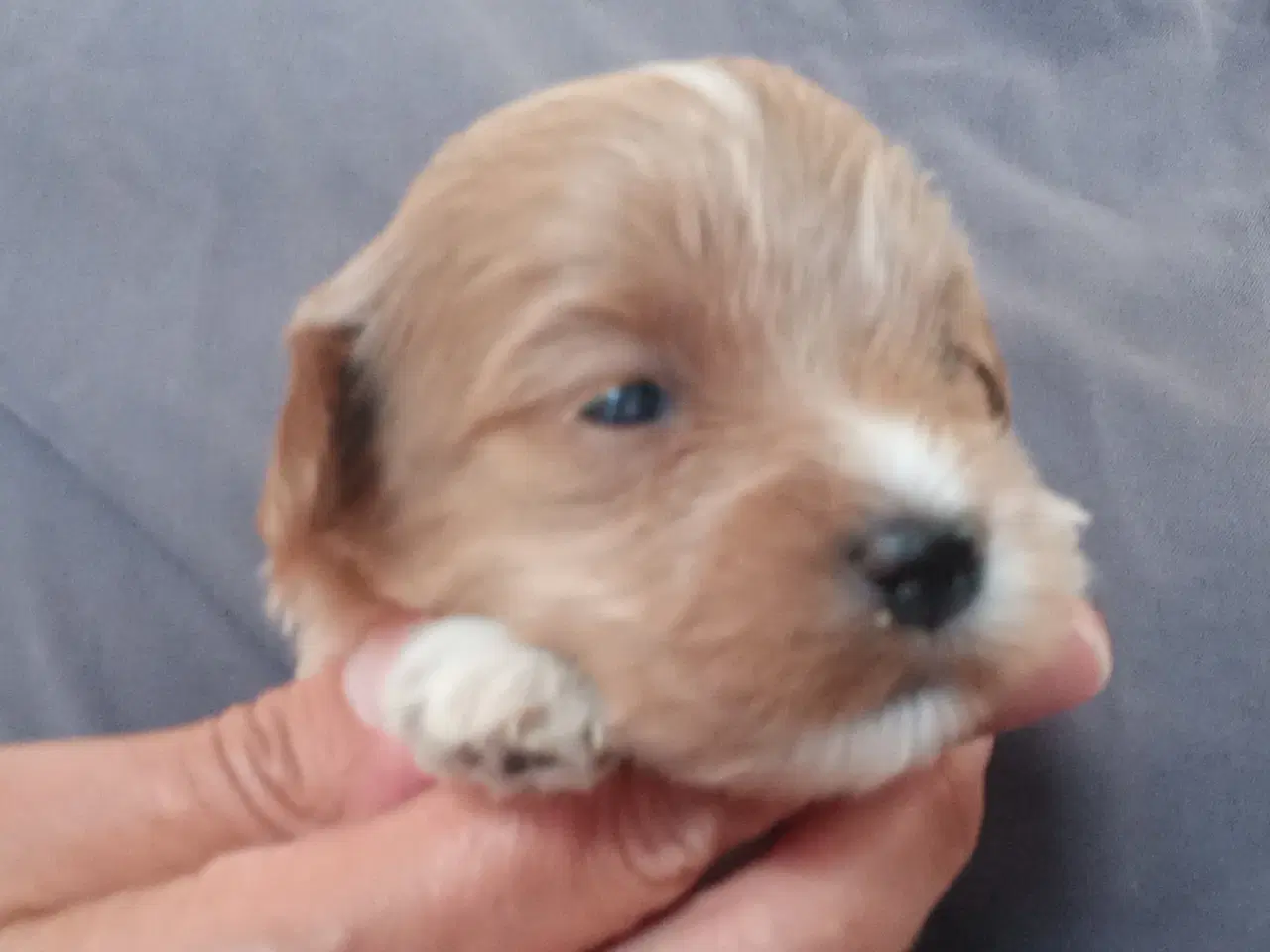 Billede 7 - Bichon havanais hvalpe 