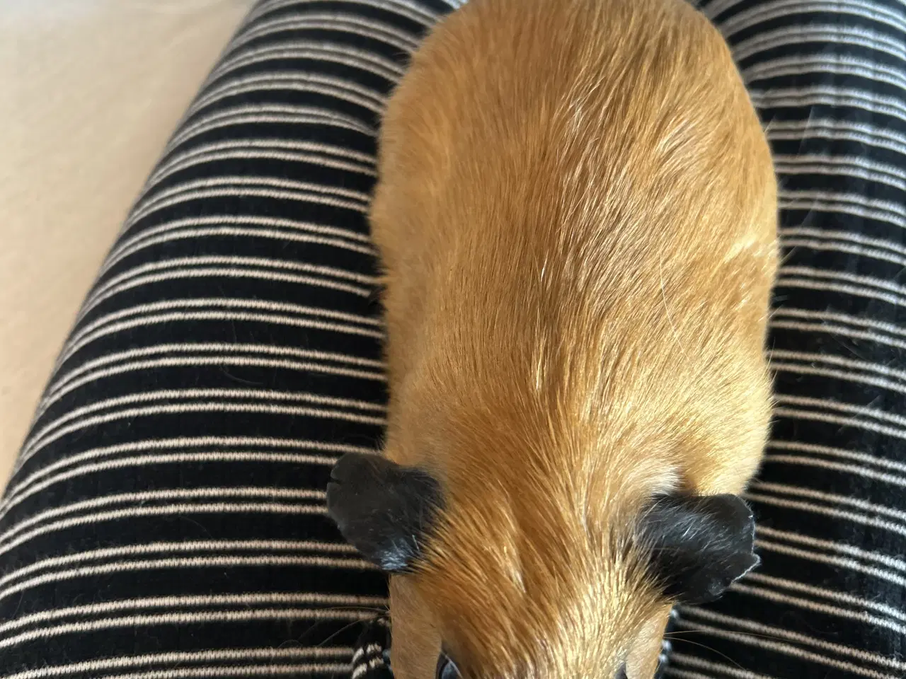 Billede 8 - Sælger to søde marsvin inklusivt buret 