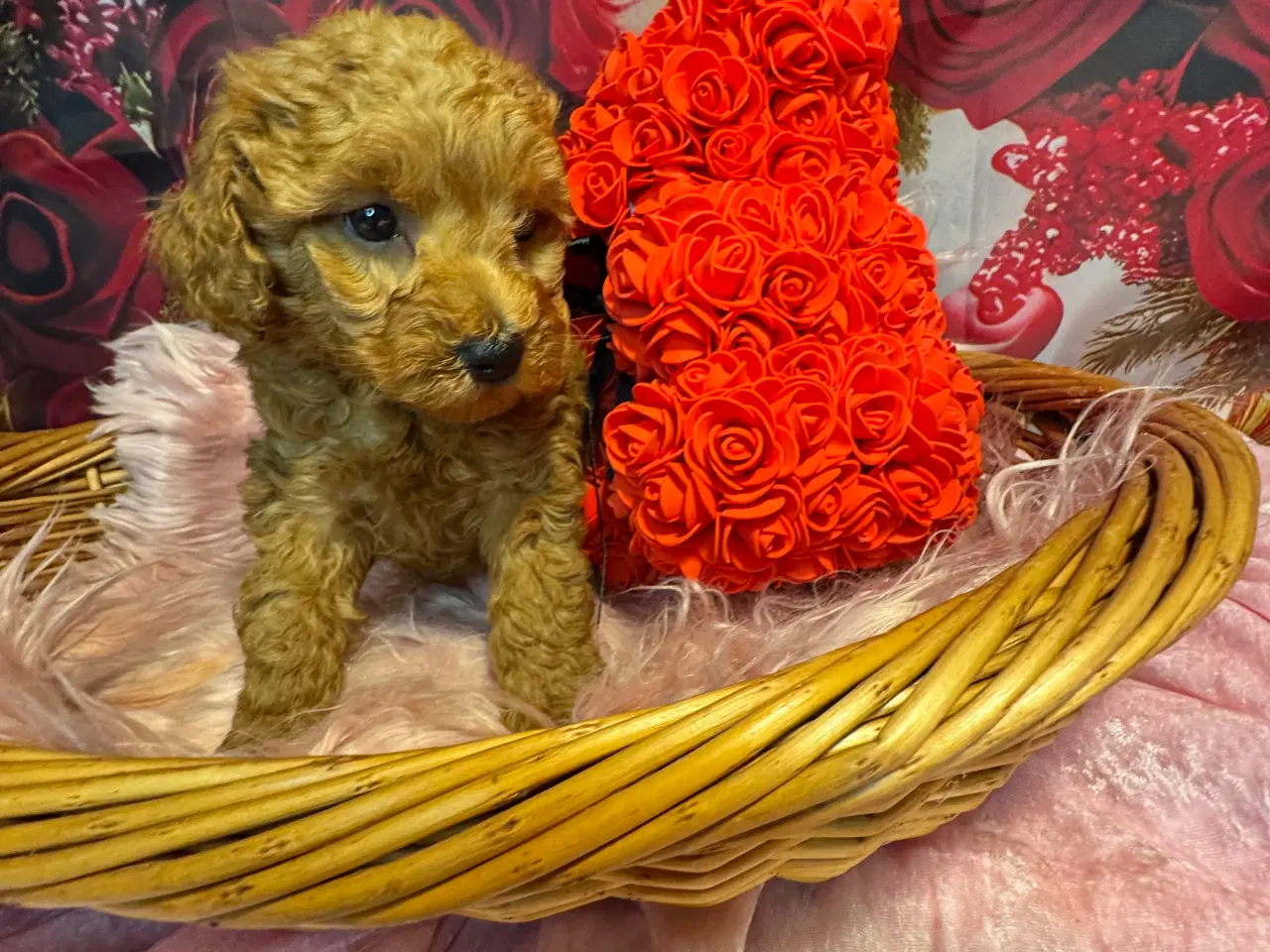 Billede 5 - Maltipoo  din valentins date 