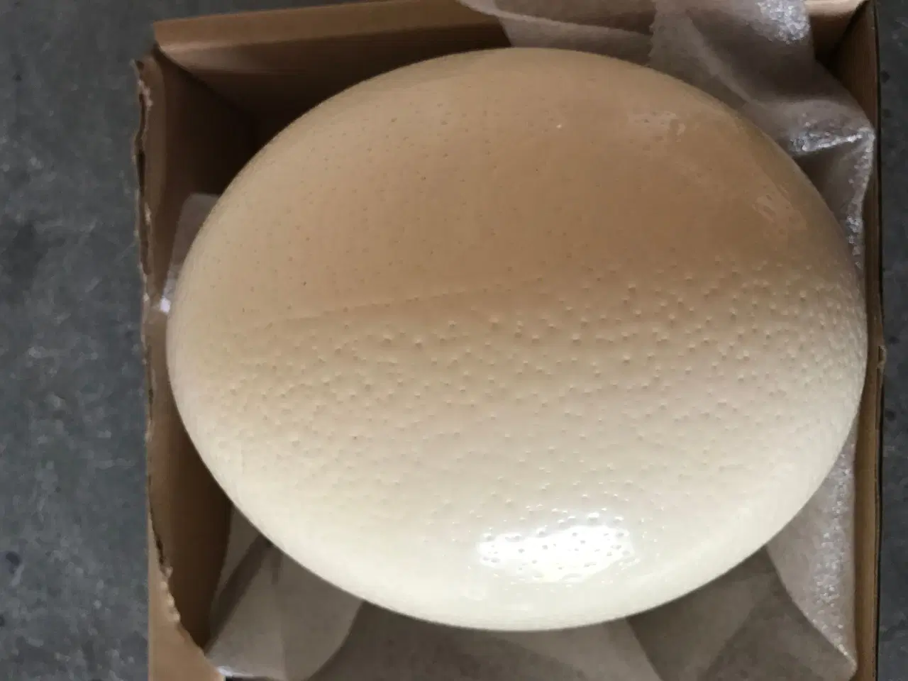 Billede 3 - Udstoppet strudseæg 