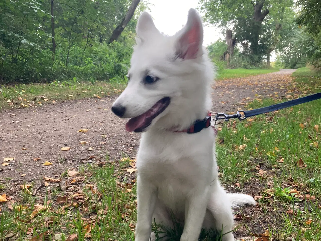 Billede 3 - Dansk Spids hvalp sælges