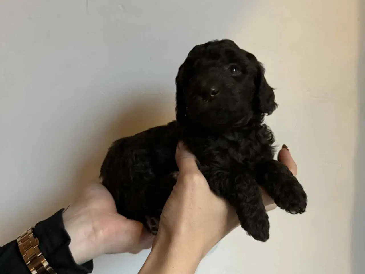 Billede 1 - Mellem puddel hvalpe