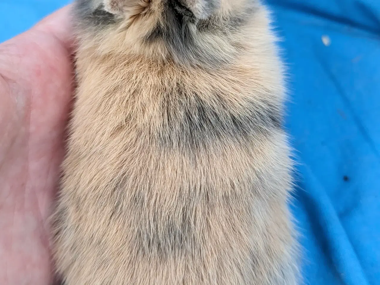 Billede 6 - Hermelin kaninunge sælges