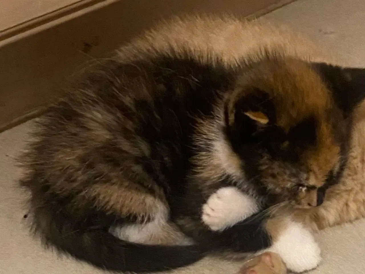 Billede 2 - Katte søger nyt hjem