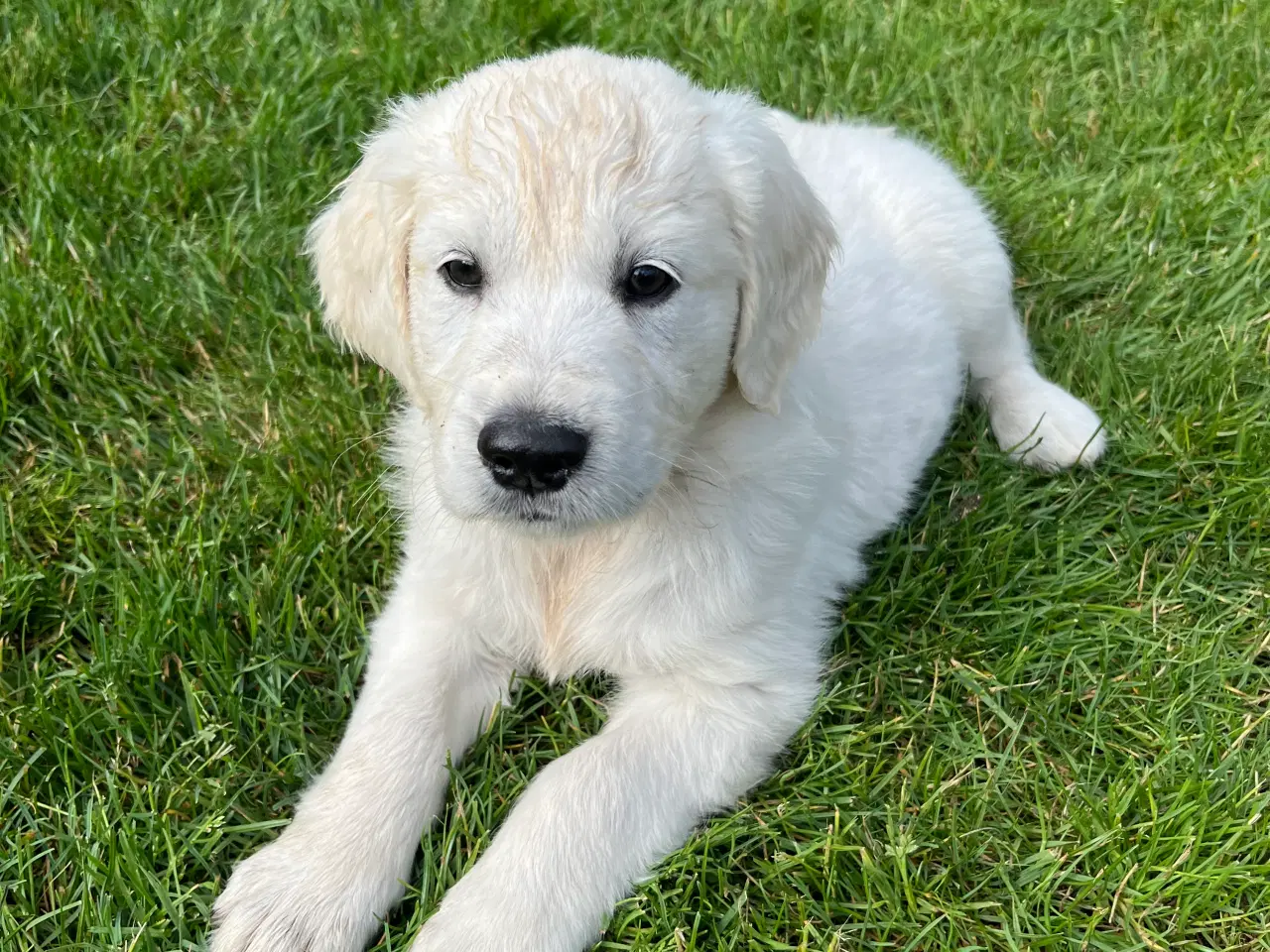 Billede 4 - Golden retriever hvalpe sælges