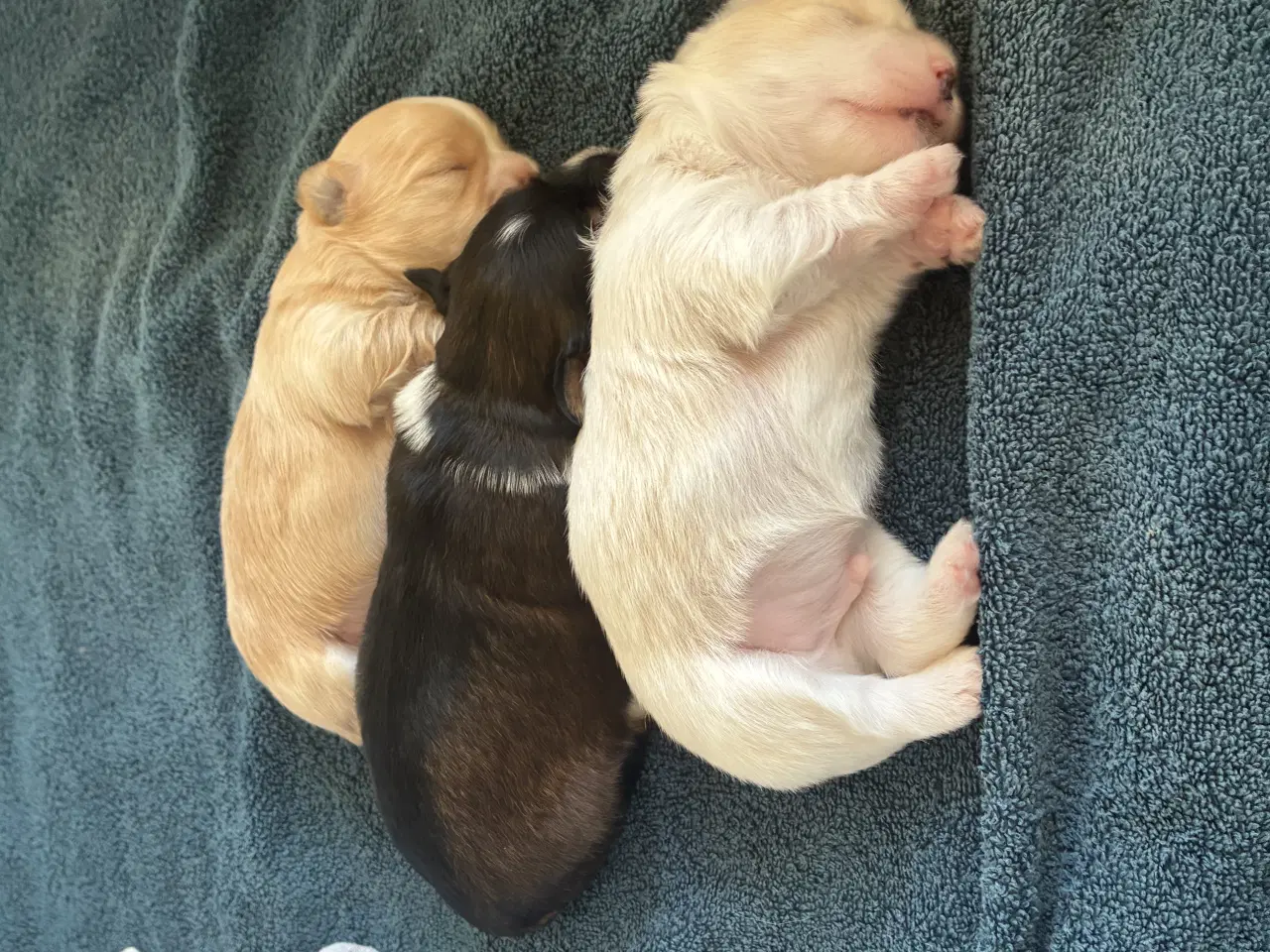 Billede 11 - Søde små Havaton hvalpe