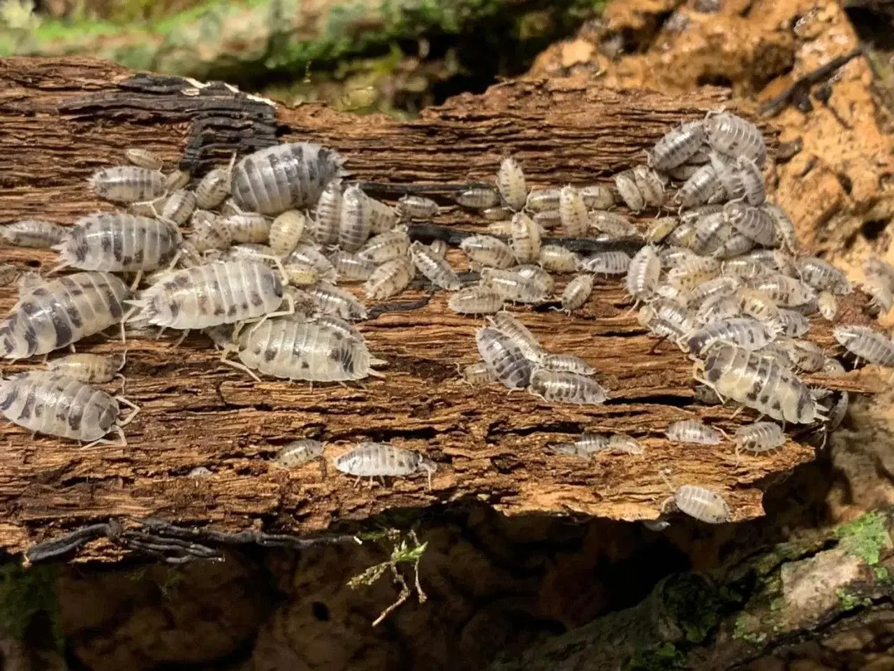 Billede 1 - Porcellio Laevis Dairy Cow sælges