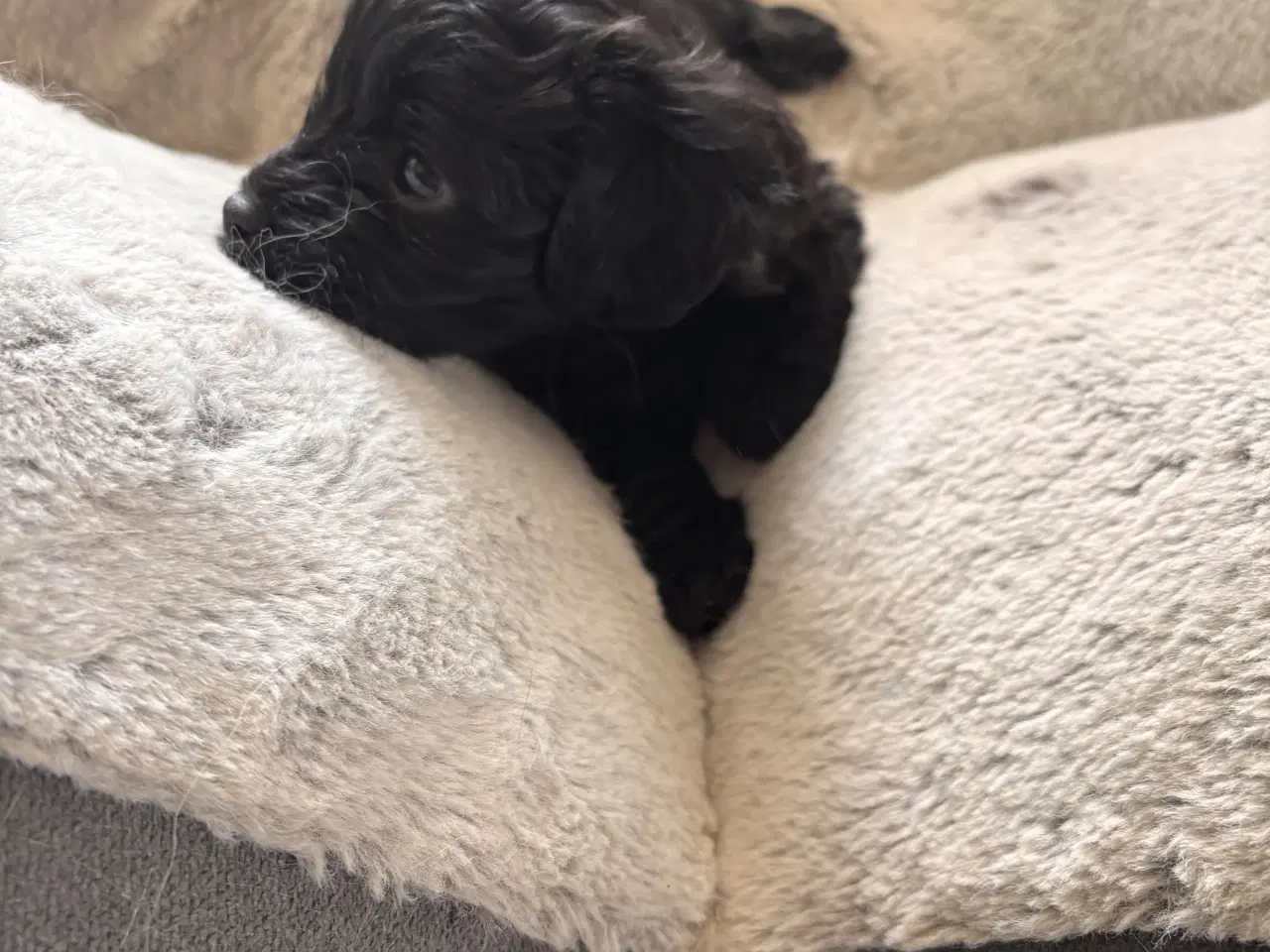 Billede 17 - Skønne Puddelblandinger💗