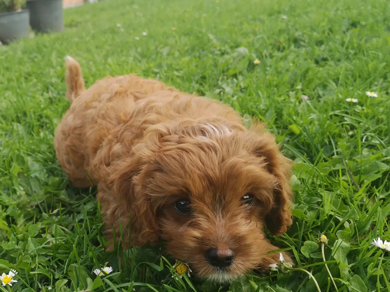 Billede 1 - Cavapoo hvalpe