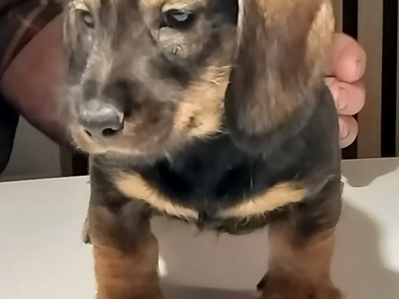 Billede 3 - Ruhåret gravhund