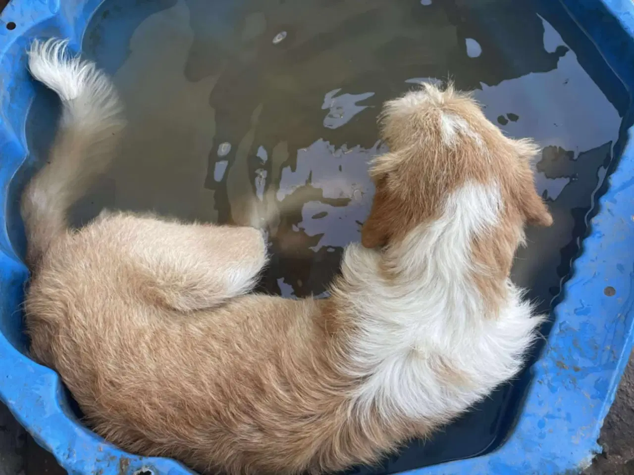 Billede 6 - Skønne Baku søger sit 4ever hjem